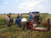 8_27-07-03_korn_maehen_5