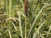 Bild Nr51